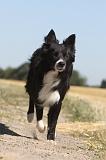 BORDER COLLIE 141